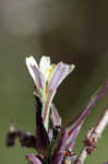 Willowleaf lettuce